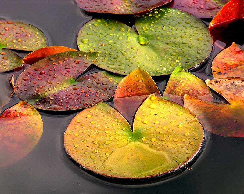Rain Drops on Lily Pads, red, orange, water lily, leaf, pond, green, colour, pink, moisture, HD wallpaper