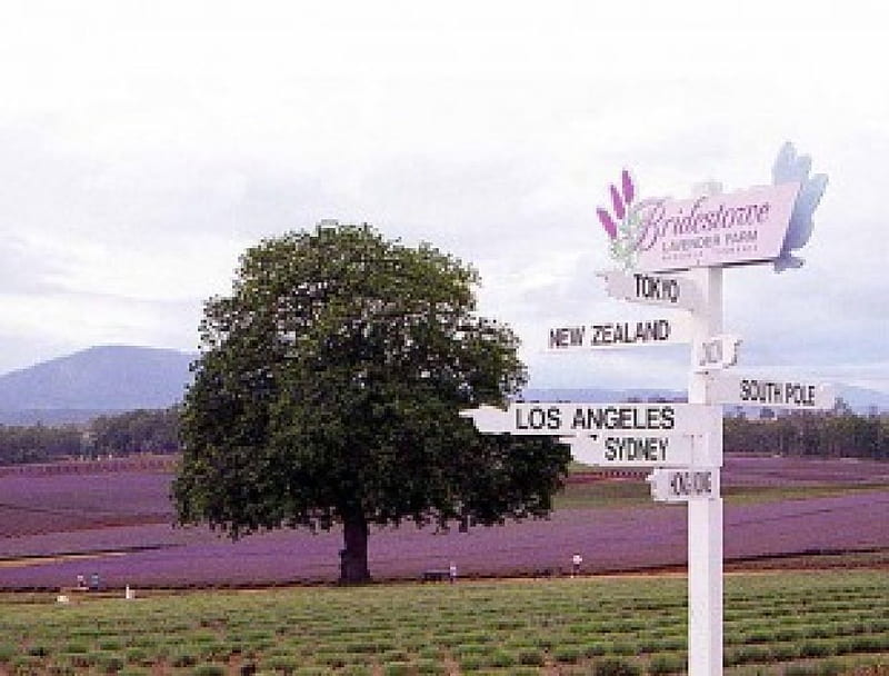 Interesting Signpost, lavender farms, mountain, tree, signpost, australia, tasmania, fields, HD wallpaper