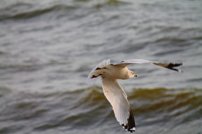 Seagull in Flight, lake ontario, bird, seagull, lake, HD wallpaper | Peakpx