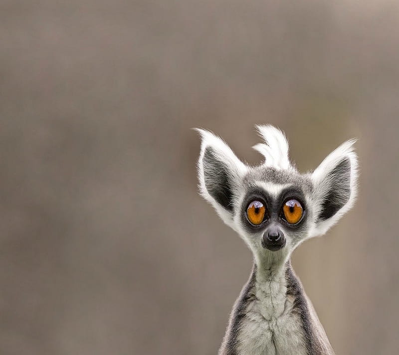 whats up, lemur, HD wallpaper