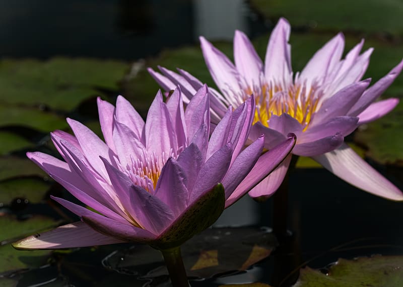 water lily, petals, purple, water, flowers, HD wallpaper