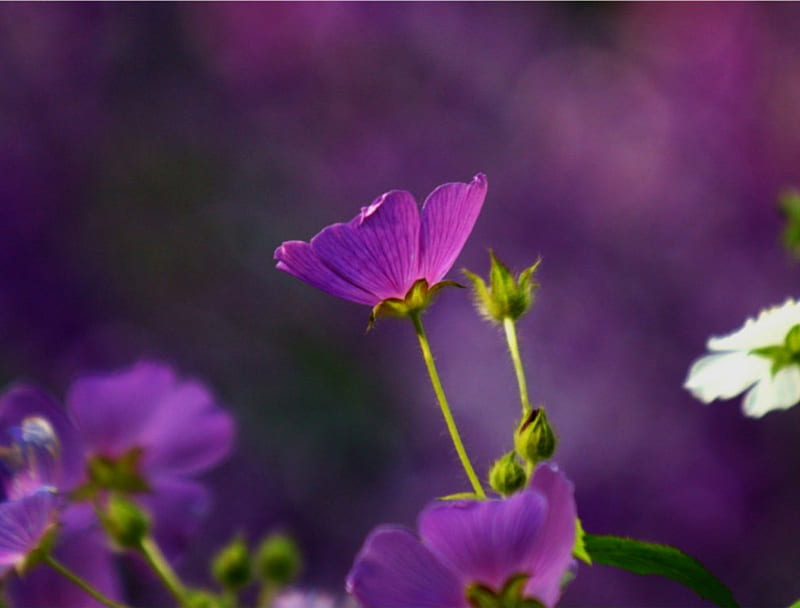 Anode flowers, violets, garden, flowers, anodes, HD wallpaper | Peakpx