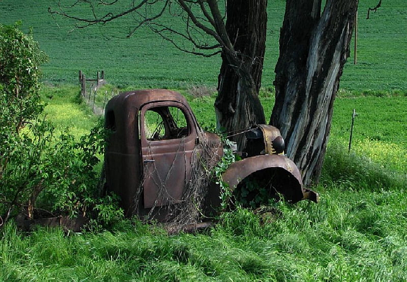 forgotten, tree, green, grass, car, rusty, old, HD wallpaper