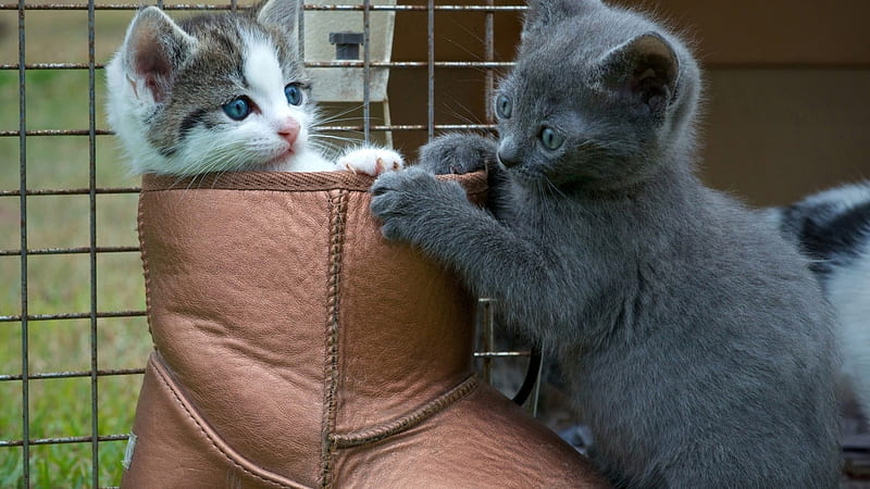 Funny Two Grey White Brown Cat Kittens Inside Shoe Funny Cat, HD wallpaper