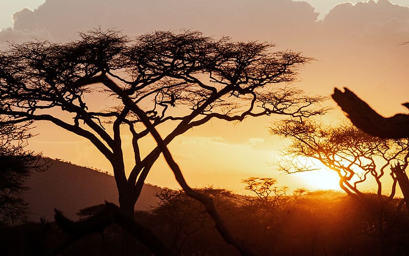 Prairie Sunset Masai Mara National Reserve Kenya, HD wallpaper