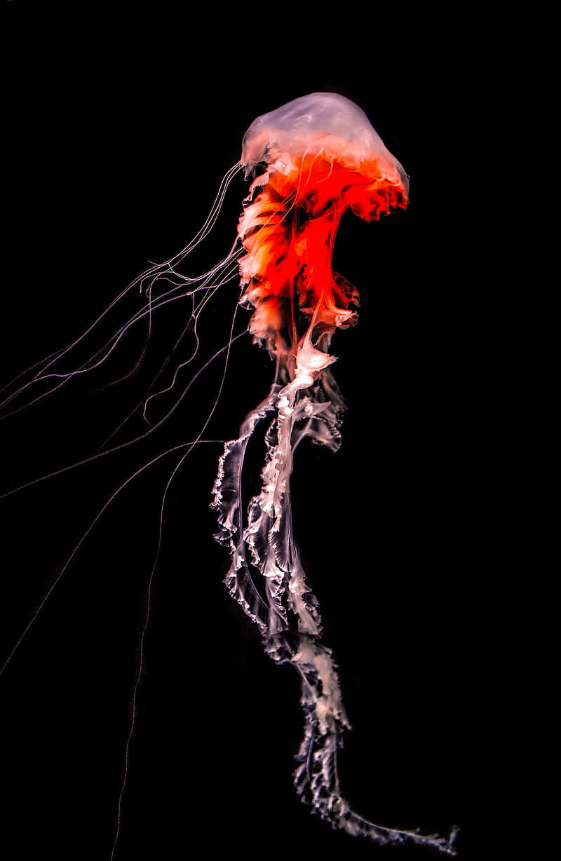 jellyfish, black, tentacle, underwater, HD phone wallpaper