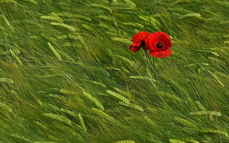ARE WE LOST?, red, green, grass, wheat, plants, poppies, flowers, fields, HD wallpaper