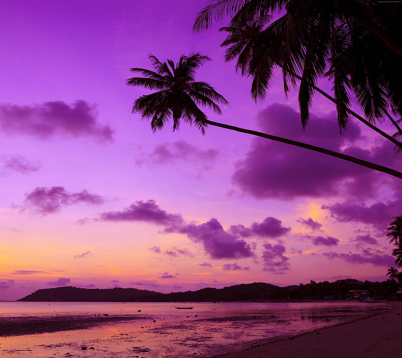 Nature, Sunset, Sky, Beach, Sand, Purple, Cloud, graphy, Palm Tree, HD wallpaper