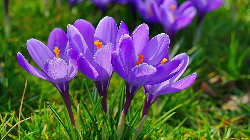 Violet crocuses, crocus, freshness, scent, grass, beautiful, spring, fragrance, colorful, purple, violet, HD wallpaper