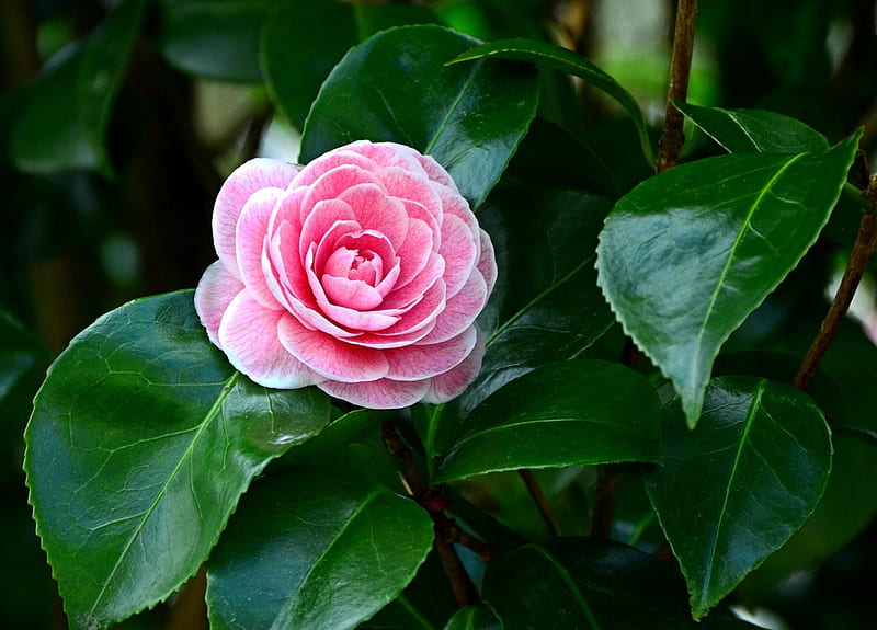 *** Camellia ***, flower, camelia, flowers, nature, HD wallpaper