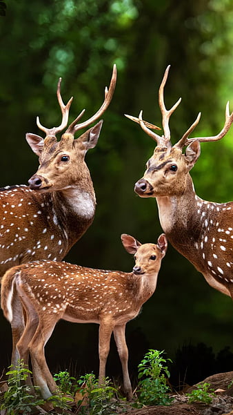 3D Deer-Nature Live Wallpaper - Apps on Google Play