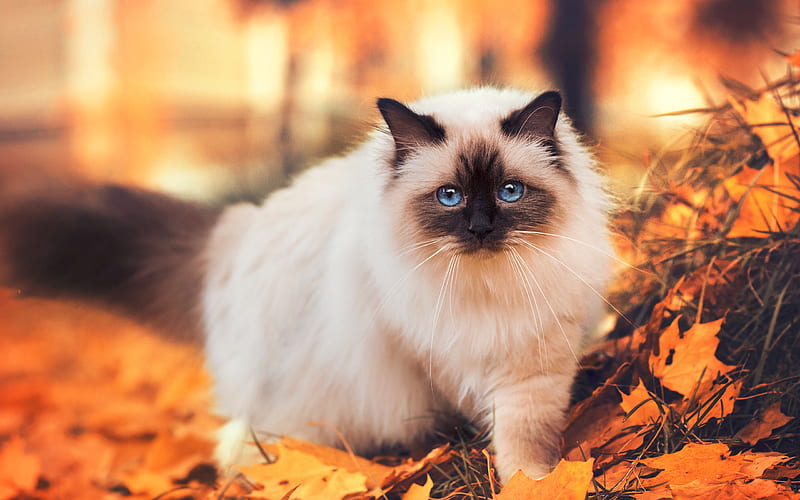 Siamese Cat, autumn, pets, close-up, cute animals, cats, Siamese, HD wallpaper