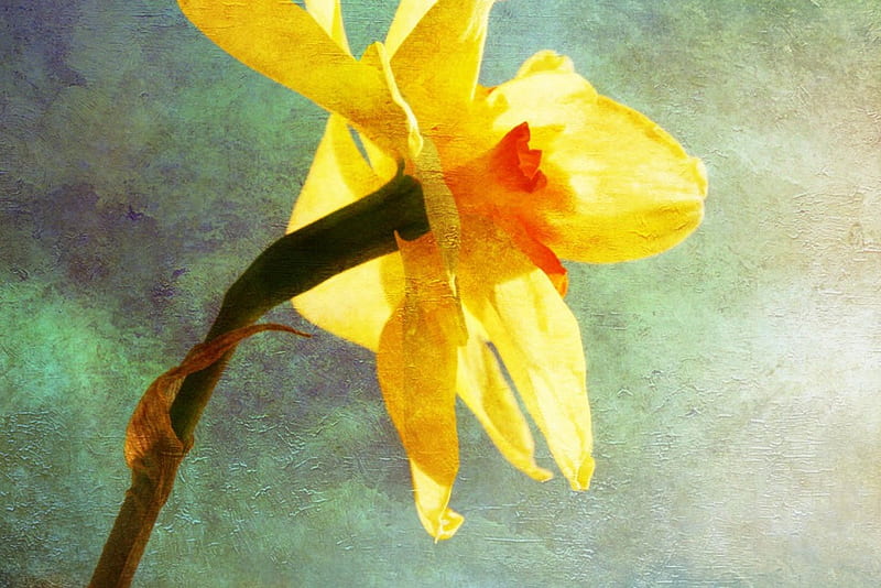 One of my all time favorite, green, yellow, daffodil, bonito, spring, favorite, HD wallpaper
