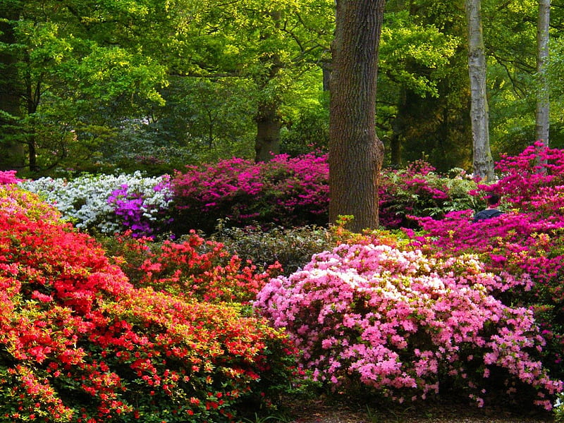 Park flowers, pretty, forest, colorful, lovely, grass, greenery, bonito ...