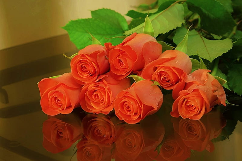 Beautiful Roses, seven, bonito, roses, orange, HD wallpaper | Peakpx