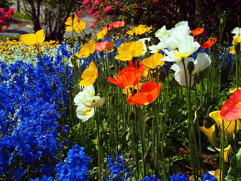 Colorful Garden, red, poppies, blossoms, yellow, petals, white, HD wallpaper