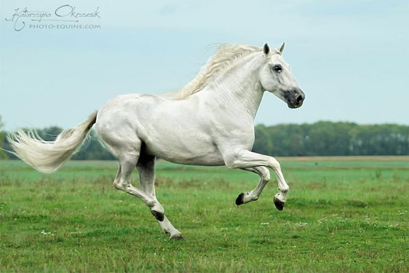 Andalusian Galloping Through The Prairie, gris, white, andalusian, horses, spanish, HD wallpaper