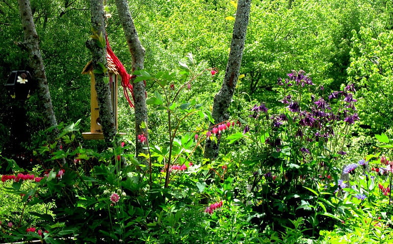 Woodland Garden, purple columbine, bleeding hearts, double pink columbine, summer shade, shaded garden, summer, choke cherry trees, faery hide away, flowers, HD wallpaper
