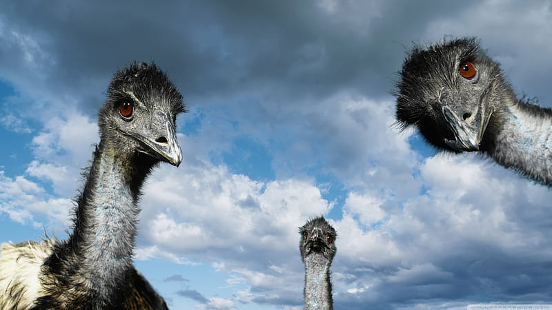 emu, australian, flightless, bird, HD wallpaper