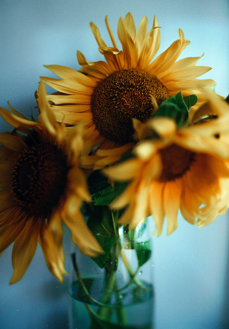 sunflowers, bouquet, vase, flowers, yellow, HD phone wallpaper