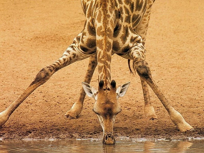 Giraffe Legs, giraffe drinking, drinking hole, dry arid plains, HD wallpaper