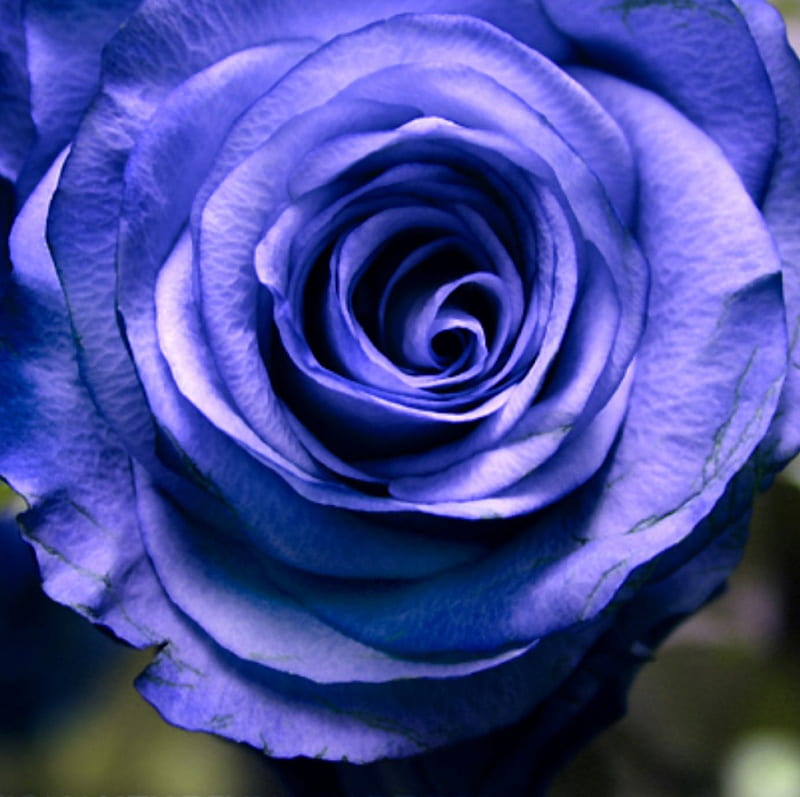 Blue Rose, flower, nature, rose, macro, HD wallpaper | Peakpx
