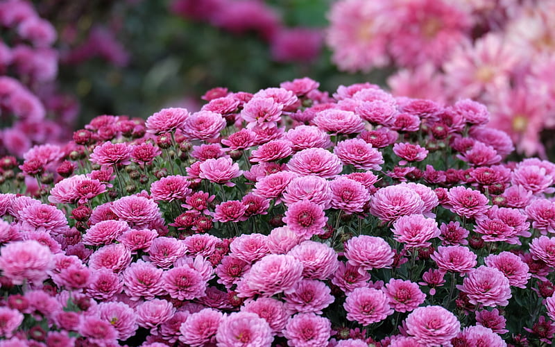 Blooming Chrysanthemum, garden, flowers, pink, chrysanthemum, HD wallpaper