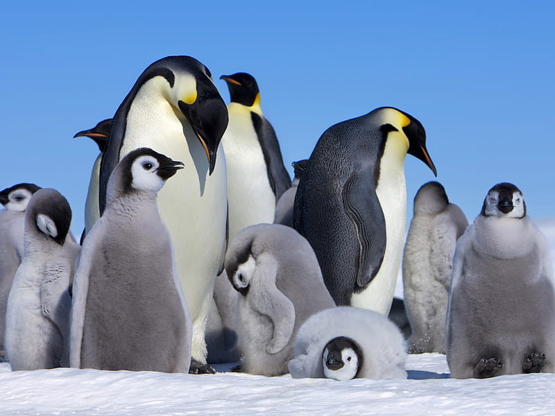 Emperor Penguin-, HD wallpaper