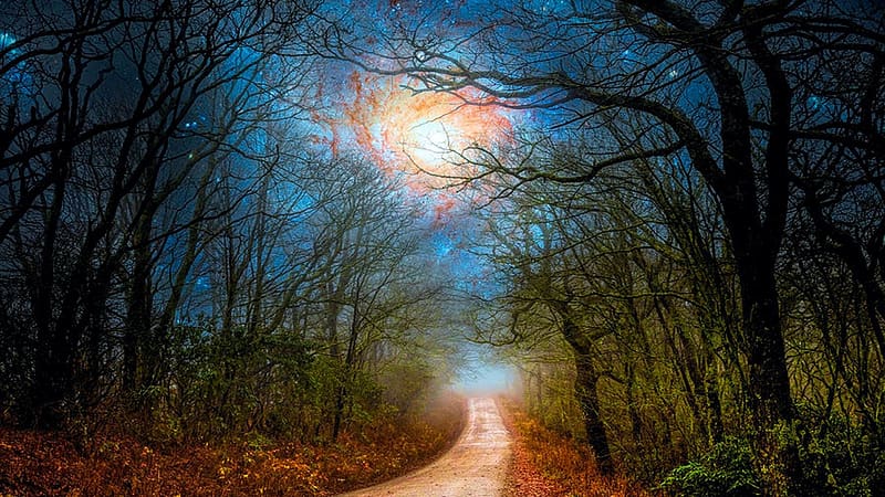 Starry Morning near the Appalachian Trail, North Carolina, trees, road, forest, sunrise, usa, HD wallpaper