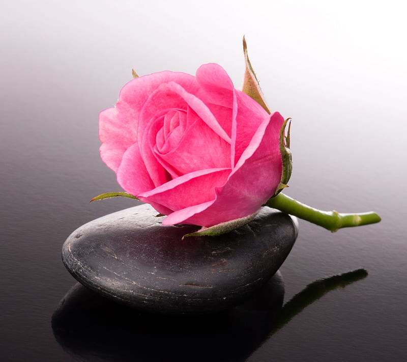 Spa Rose, pink, reflection, stone, HD wallpaper | Peakpx