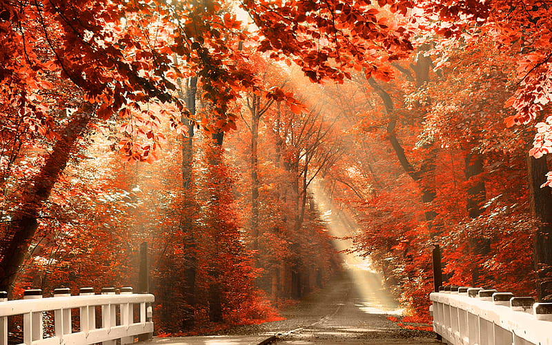 why i love autumn, architecture, colorful, fall, autumn, orange, trees, leaves, graphy, bridge, nature, HD wallpaper