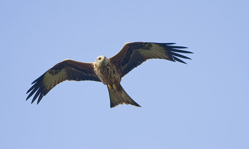 Red Kite , wings, talons, birds, red kite, flying, milvus milvus, beak, scavengers, in-flight, prey, HD wallpaper