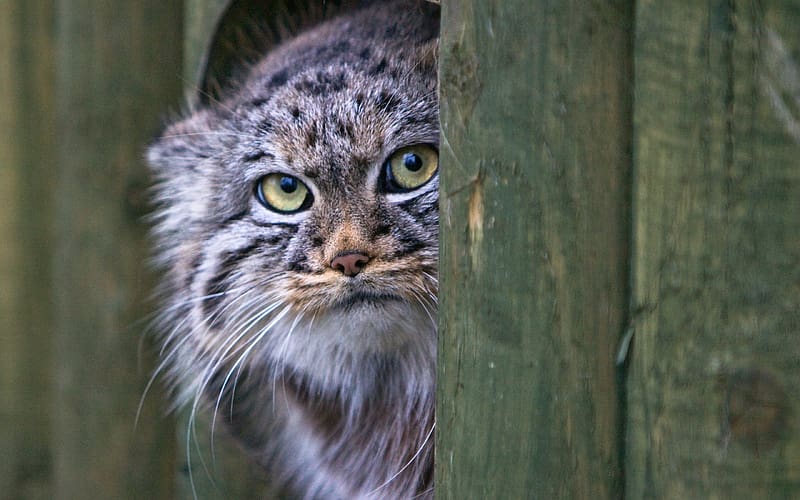 Manul - Pallas's Cat, animal, wildcat, pisici, pallas cat, pisica de stepa, otocolobus manul, manul, cat, HD wallpaper