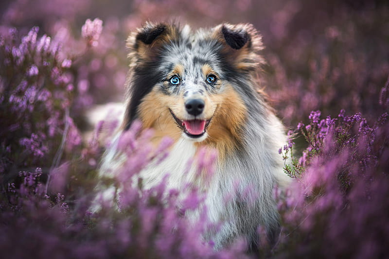 Dogs, Shetland Sheepdog, Dog, Pet, Purple Flower, HD wallpaper