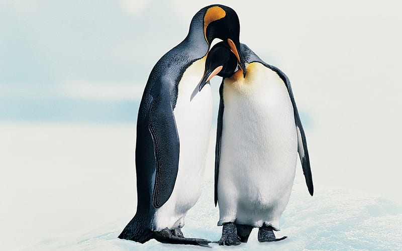 Penguins in Love, peguins, tuxedo, love, penguin, HD wallpaper