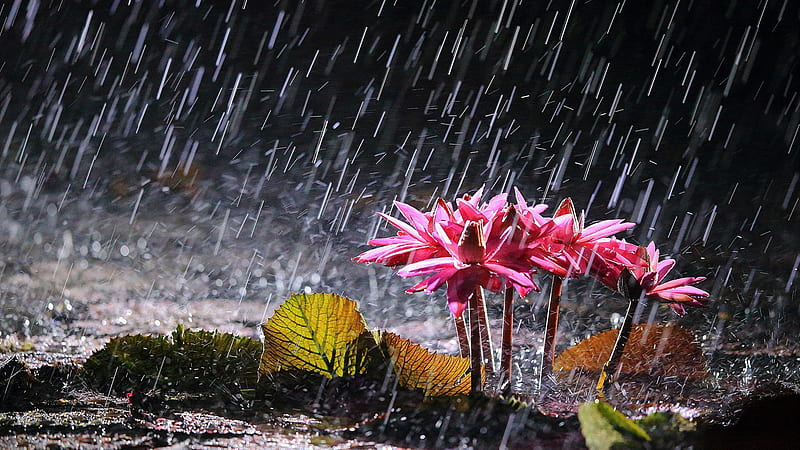 Falling Rain Drops On Pink Water Lily Flower Green Leaves Rain, HD wallpaper