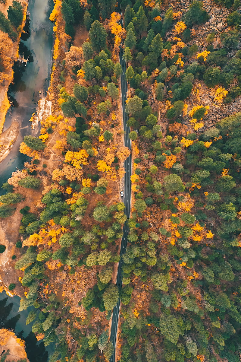 road, forest, aerial view, trees, car, autumn, HD phone wallpaper