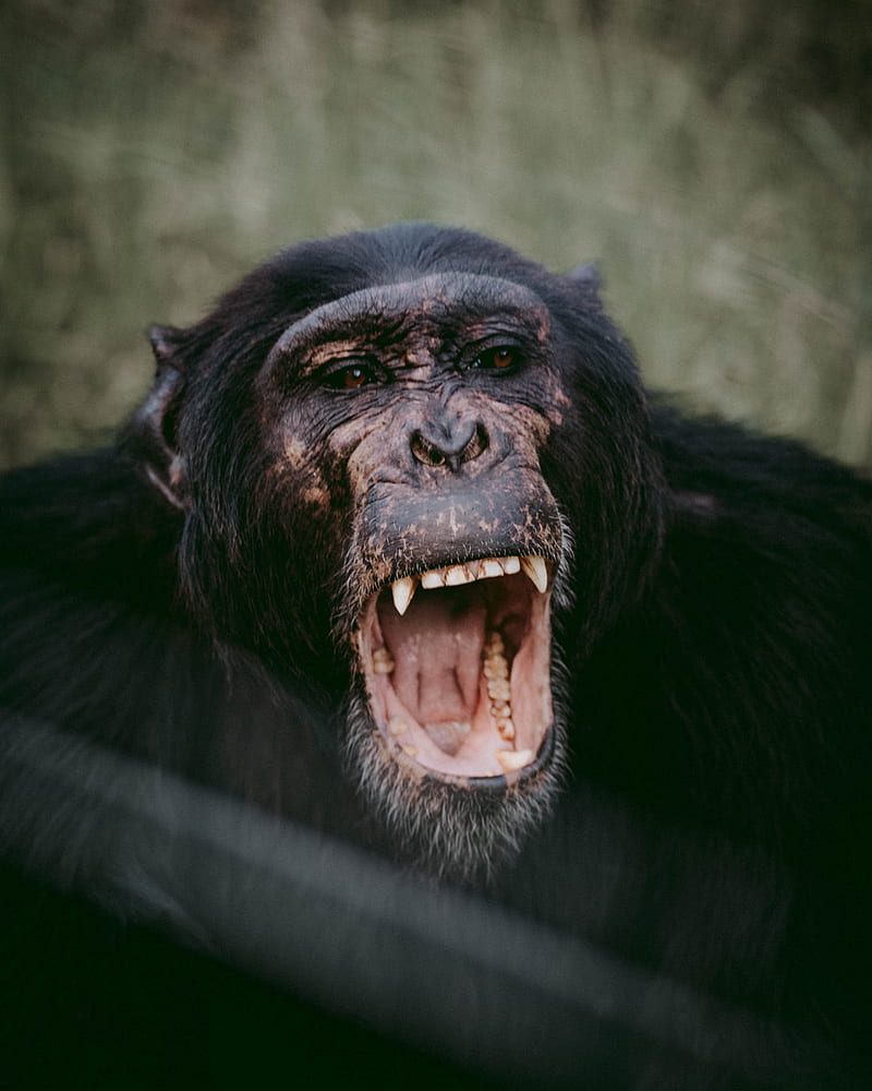 opened mouth chimpanzee, HD phone wallpaper