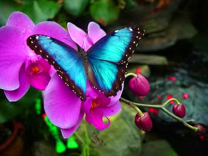 Alas relucientes, morpho, mariposa, brillo, flor, agua, negro, belleza,  rosa, Fondo de pantalla HD | Peakpx
