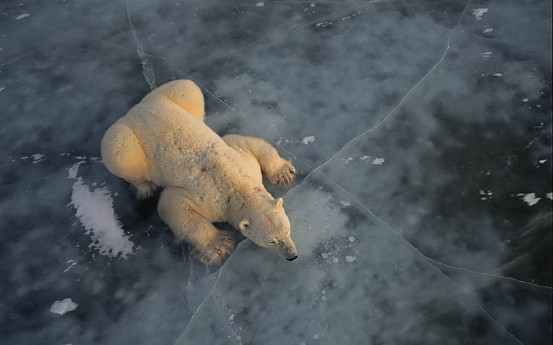 Polar Bear on Ice-2013 animal world, HD wallpaper