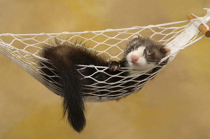 Lazy Ferret , funny, hammock, weasel, ferret, HD wallpaper
