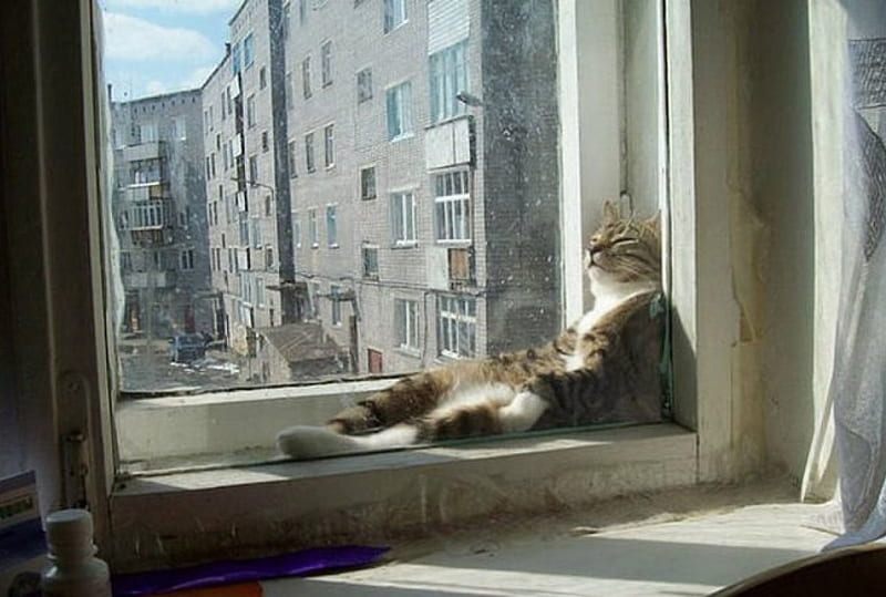 CATS ARE SO DRAMATIC #11, sitting, funny, window, cat, HD wallpaper