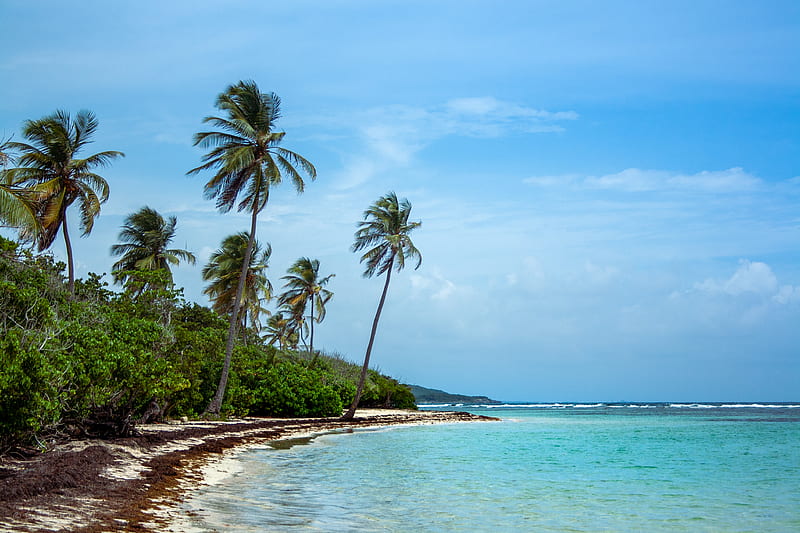 palm trees, beach, sea, tropics, summer, nature, HD wallpaper