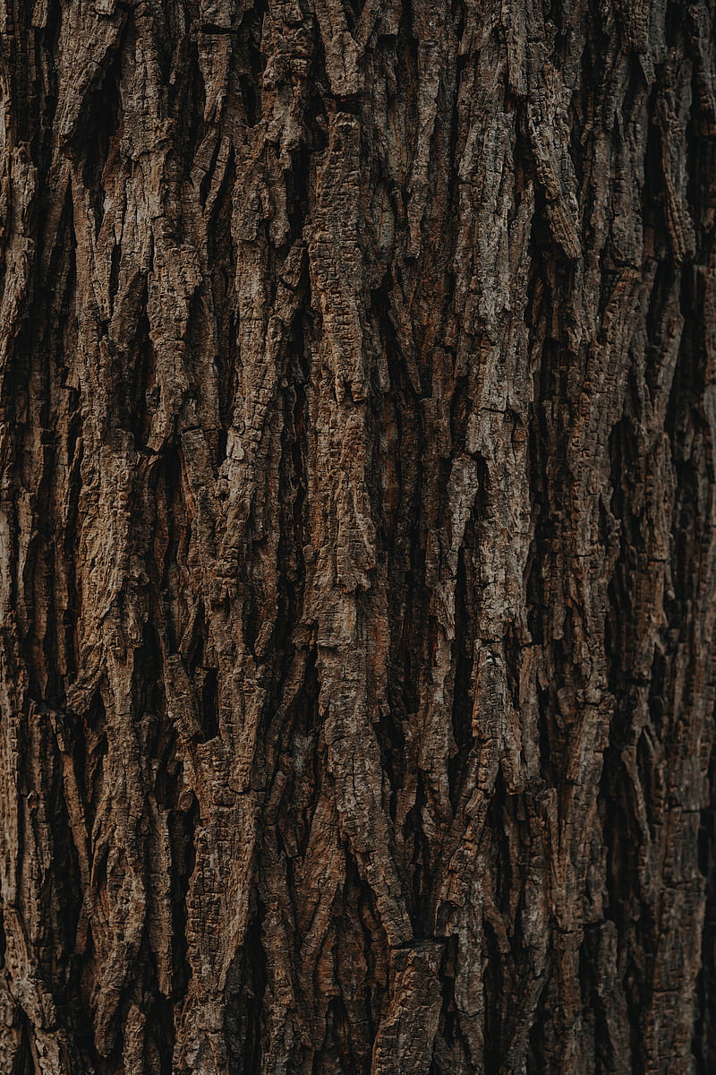 bark, tree, texture, relief, brown, HD phone wallpaper