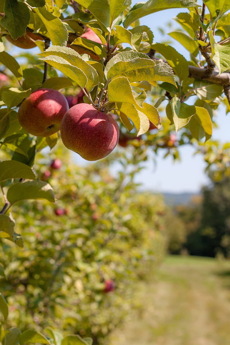 apples, fruit, branch, red, ripe, harvest, HD phone wallpaper