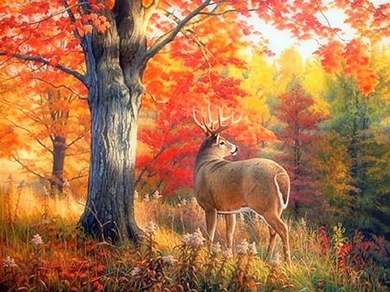 Autumn Beauty of Deer, fall, draw and paint, autumn, colors, love four seasons, attractions in dreams, trees, leaves, paintings, nature, forests, HD wallpaper