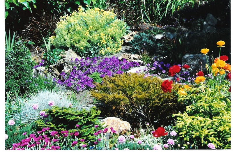 Rock Garden, rocks, garden, flowers, shrubs, HD wallpaper