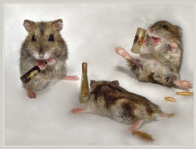 Drunk Mice, pic, animals, HD wallpaper