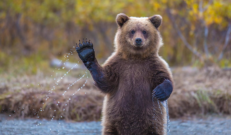 Cute Waving Bear, bears, grizzly, HD wallpaper