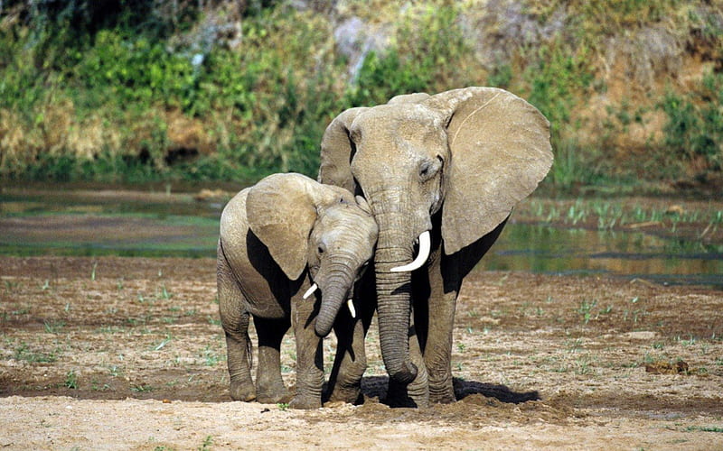 (African Elephants) Mother and child, elephants, gris, tusks, mother, baby, africa, HD wallpaper